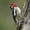 Male. Note: all red chin (unlike female) and throat with incomplete black border (unlike Yellow-bellied). Male. Note: all red chin (unlike female) and throat with incomplete black border (unlike Yellow-bellied).