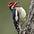 Male. Note: red chin (female's is white). Male. Note: red chin (female's is white).