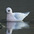 Winter plumage adult. Note: small black bill, white primaries, and pinkish hue. Winter plumage adult. Note: small black bill, white primaries, and pinkish hue.