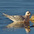 Winter plumage adult Winter plumage adult