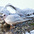 Winter plumage adult feeding on deer carcass. Winter plumage adult feeding on deer carcass.