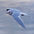 Note: white trailing edge to wing. Note: white trailing edge to wing.