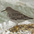 Winter plumage. Winter plumage.