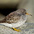 Winter plumage adult Winter plumage adult