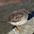 Winter plumage adult Winter plumage adult