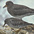 Winter plumage. In front of Surfbird. Winter plumage. In front of Surfbird.
