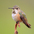 Female. Note: rufous flanks and small spot on gorget. Female. Note: rufous flanks and small spot on gorget.