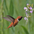 Male Male
