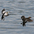 Breeding plumage Breeding plumage