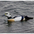 Male Male