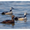 Female (front) with two males Female (front) with two males