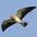 Adult (light morph). Note: pale body with dark head and breast (with white throat), and tapered wings. Adult (light morph). Note: pale body with dark head and breast (with white throat), and tapered wings.