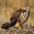 Juvenile (intermediate morph) Juvenile (intermediate morph)