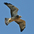 Juvenile (intermediate morph) in flight Juvenile (intermediate morph) in flight