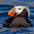 Breeding plumage adult Breeding plumage adult