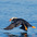 Breeding plumage adult bring fish back to its young Breeding plumage adult bring fish back to its young