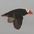 Breeding adult in flight Breeding adult in flight