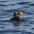 Nonbreeding adult; no tufts and gray face Nonbreeding adult; no tufts and gray face