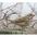Winter plumage. Note: streaked back, white eye ring, and large light gray bill. Winter plumage. Note: streaked back, white eye ring, and large light gray bill.