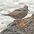 Breeding plumage. Note: barred breast/belly. Breeding plumage. Note: barred breast/belly.
