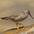 Breeding plumage Breeding plumage