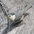 Female. Note: weak dark cap. Female. Note: weak dark cap.