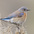 Female. Note: light gray back and head with blue wings. Female. Note: light gray back and head with blue wings.