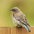 Juvenile. Note: spotted back and brownish wash to upperparts. Juvenile. Note: spotted back and brownish wash to upperparts.