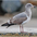 Immature (2nd winter) Immature (2nd winter)