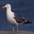 Adult breeding. Note: dark gray mantle, darker primary tips, and pink legs. Adult breeding. Note: dark gray mantle, darker primary tips, and pink legs.