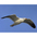 Adult nonbreeding. Note: underwing very dark at tips. Adult nonbreeding. Note: underwing very dark at tips.