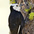 Female. Note: lacks red nape of male. Female. Note: lacks red nape of male.