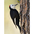 Male. Note: red nape and all black back. Male. Note: red nape and all black back.