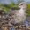 Molting out of breeding plumage. Molting out of breeding plumage.