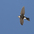 Adult. Note: white throat and belly Adult. Note: white throat and belly