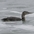Juvenile. Note: dusky bill. Juvenile. Note: dusky bill.
